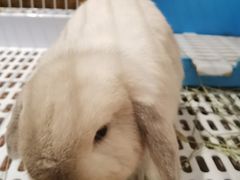 -猫猫幼稚园·撸猫·桌游·电玩