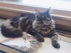 -瞄一喵猫咖(格力海岸店)