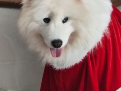 -星多哈·狗咖·拼豆·咖啡