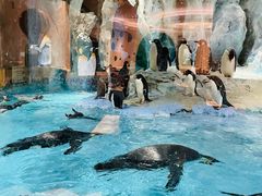 -帝企鹅自助餐厅•儿童岛•真企鹅(长隆企鹅酒店)