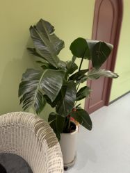 -郑州缔莱美医疗美容医院