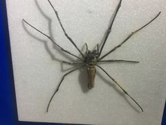 -上海昆虫博物馆