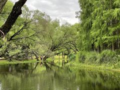 -上海共青森林公园