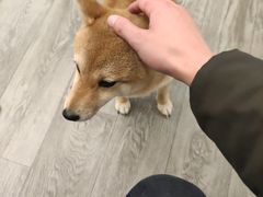-浣熊柯尔鸭土拨鼠·电玩咖