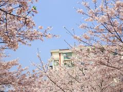 -高东镇樱花园