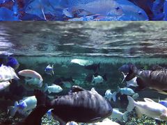 -成都浩海立方海洋公园