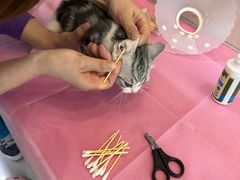 -北京观赏动物医院·24小时大型综合·猫专科·异宠专科