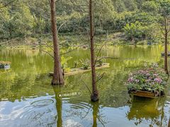 -深圳仙湖植物园