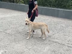 -多乐狗狗宠物训练工作室