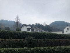 -龙井村