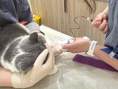 -佩兹宠物医院肿瘤专科·眼科·牙科(黄浦店)
