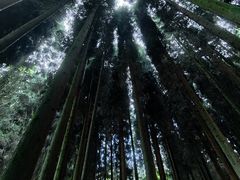 -武陵山森林公园