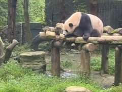 -都江堰中华大熊猫苑