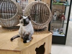 -藏猫猫咖啡主题馆(中央大道店)