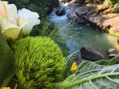 -广州白江湖森林公园