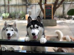 -TrueLove @ Neverland (Husky Cafe)