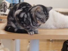 -有喵·猫咖·狗咖·30几只猫10只小狗(岗厦店)