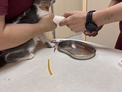 -瑞鹏宠物医院·超声·骨科·奇麟分院(蜀都万达店)