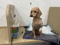 -伟伟宠物医院·CT影像中心·瑞派犬猫综合性门诊(汉口总院)
