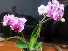 -李村大集