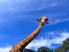 -沈阳森林动物园