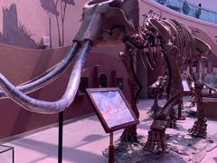 -陕西自然博物馆