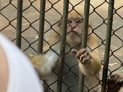 -合肥野生动物园