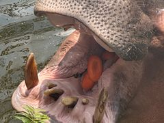 -海南热带野生动植物园