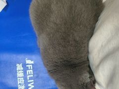 -瑞鹏宠物医院·骨外科·心肾科·肿瘤科(九亭店)