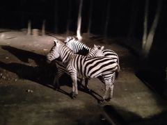-清迈夜间动物园