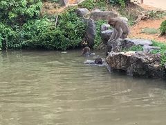 -岚山猴子公园