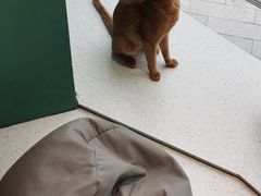 -飞行喵MR PILOT|猫舍·猫咖(静安大融城店)