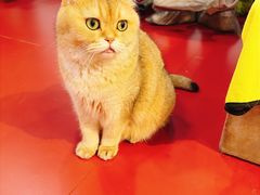 -和它·交个朋友·狗咖猫咖(爱琴海店)