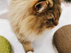 -COLOR PETS 撸猫馆·购猫·猫咖(长风大悦城店)