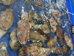 -蓝湾碧波·老字号·疍家非遗海上餐厅
