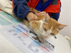 -伟伟宠物医院·瑞派猫友好医院·猫科(光谷店)