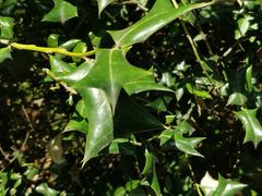 -上海佘山国家森林公园天马山园