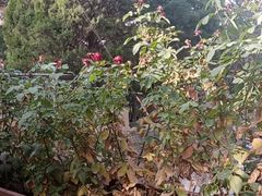 -德全心悦酒店(北京金台路地铁站店)