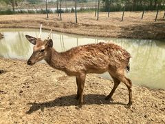 -泗洪洪泽湖湿地景区