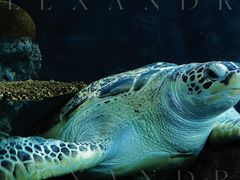 -上海海洋水族馆