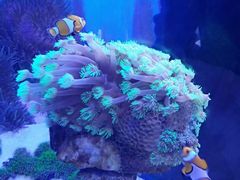 -芜湖新华联大白鲸海洋公园