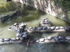 -九龙公园