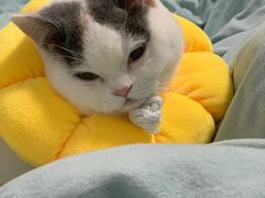 -爱侣宠医·鹦鹉专科·小型哺乳类·异宠专科(灵石路店)