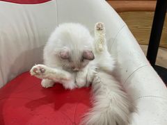 -Bastet sally猫舍购宠(静安店)