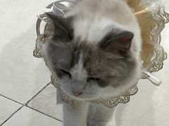 -怪兽屋·羊驼·猫咖·狗咖(俊华广场店)