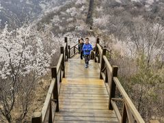 -大岭沟猕猴桃谷风景区