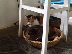 -Anne猫窝咖啡屋