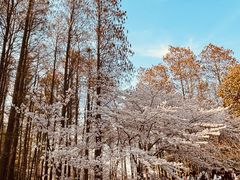 -上海共青森林公园