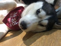 -Husky Go! 哈士奇体验馆·宠物咖啡厅狗咖