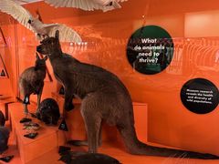 -墨尔本博物馆(Melbourne Museum)